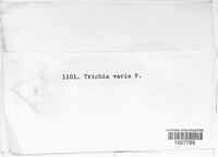 Trichia varia image
